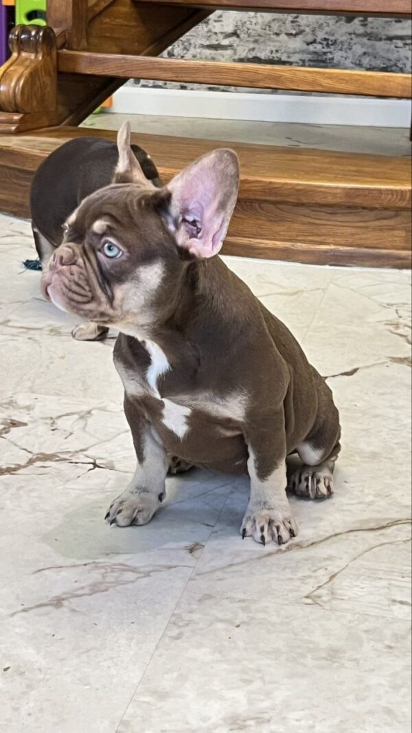 Nutta French Bulldog Nutta French Bulldog