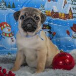 Olaph-male-Pug-puppy-for-sale-2