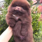 Olivia-female-Pomeranian-puppy-for-sale-1 (1)