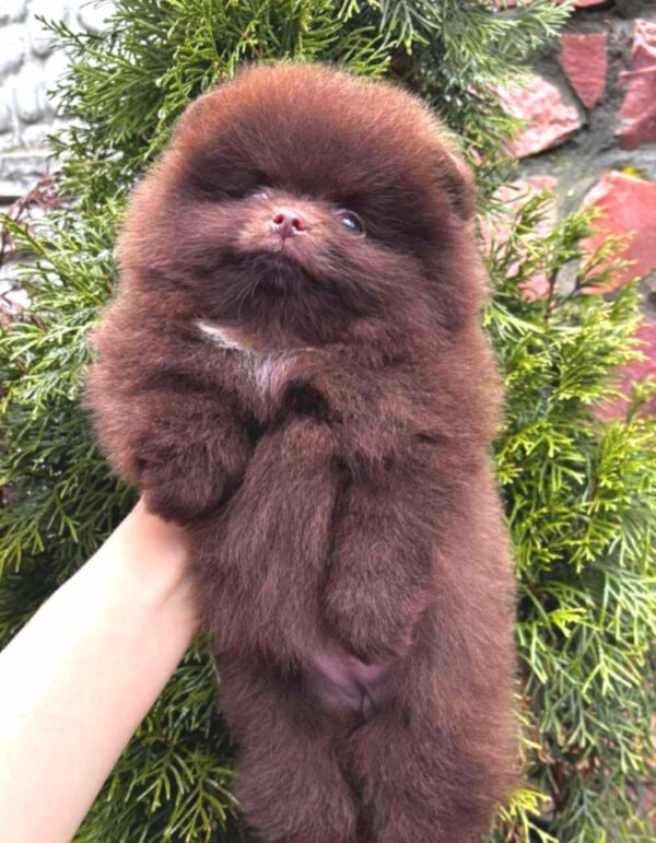 Olivia Pomeranian Olivia Pomeranian