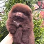 Olivia-female-Pomeranian-puppy-for-sale-1 (2)