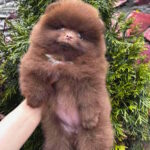 Olivia-female-Pomeranian-puppy-for-sale-1 (3)