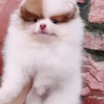 Omelia-female-Pomeranian-puppy-for-sale-1 (1)
