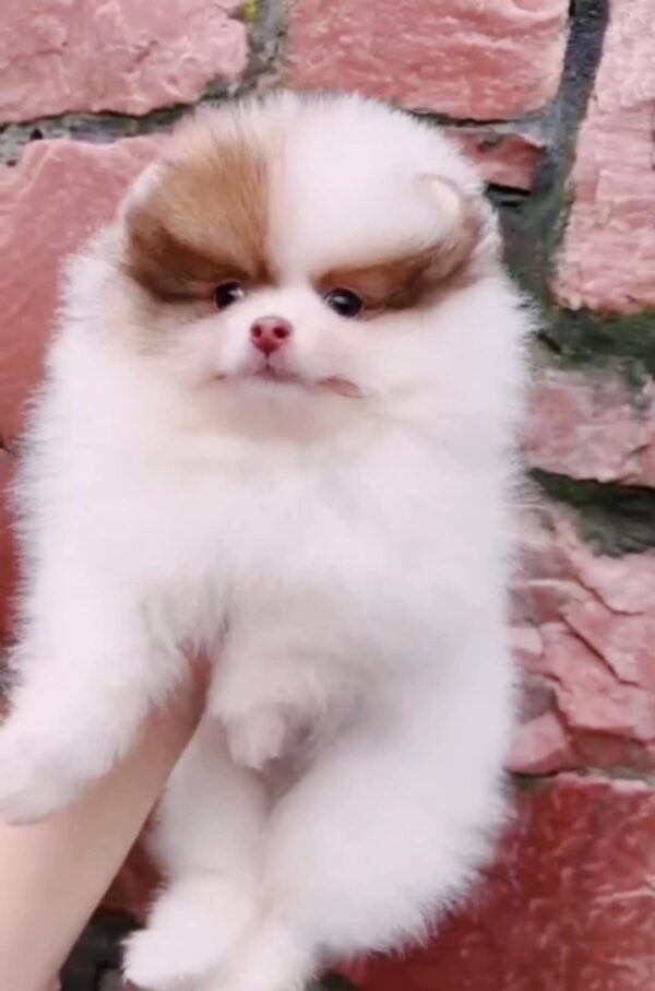 Omelia Pomeranian Omelia Pomeranian