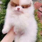 Omelia-female-Pomeranian-puppy-for-sale-1 (2)