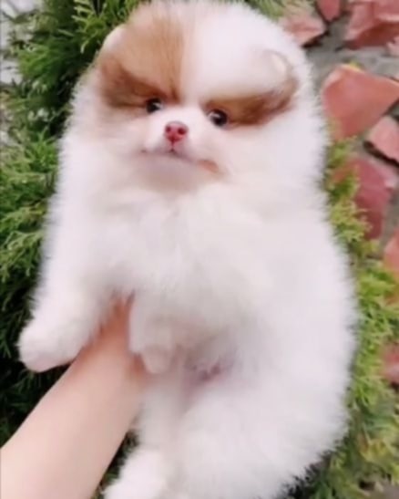 Omelia Pomeranian Omelia Pomeranian