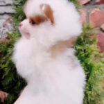 Omelia-female-Pomeranian-puppy-for-sale-1 (3)