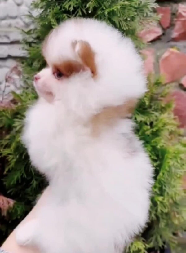 Omelia Pomeranian Omelia Pomeranian