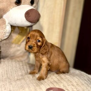 Omra English Cocker Spaniel Omra English Cocker Spaniel