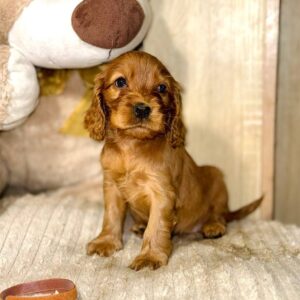 Omra English Cocker Spaniel Omra English Cocker Spaniel