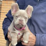 Ophelia-female-french-bulldog-puppy-for-sale-1 (1)