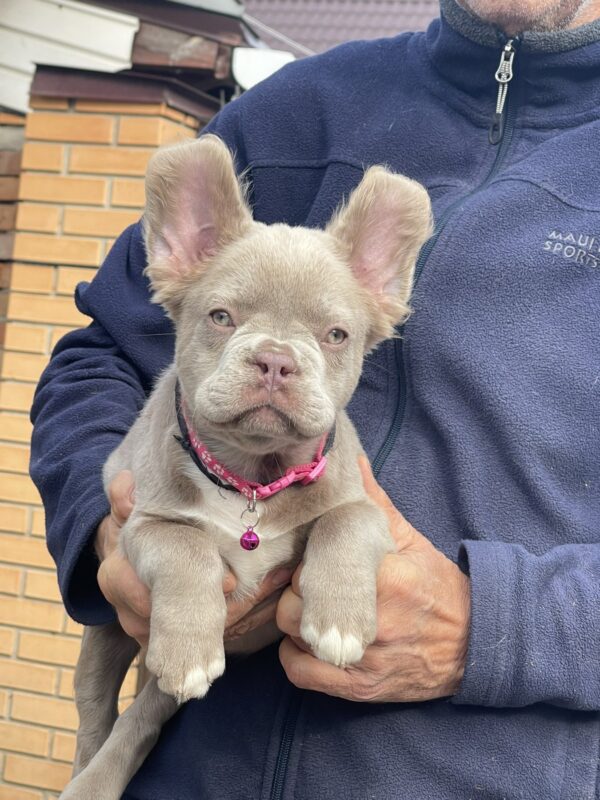 Ophelia Fluffy French Bulldog Ophelia Fluffy French Bulldog