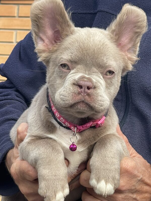 Ophelia Fluffy French Bulldog Ophelia Fluffy French Bulldog