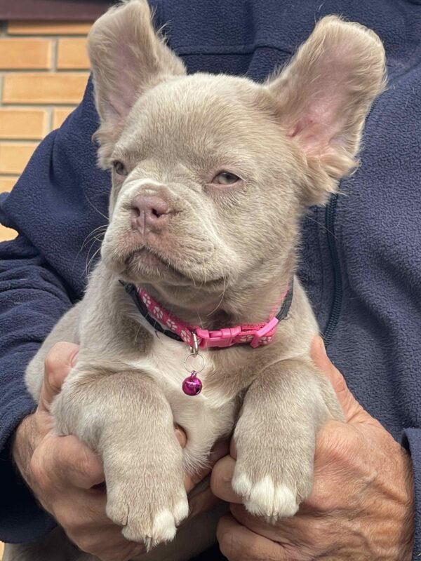 Ophelia Fluffy French Bulldog Ophelia Fluffy French Bulldog