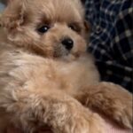 Orfey-male-Maltipoo-puppy-for sale-1