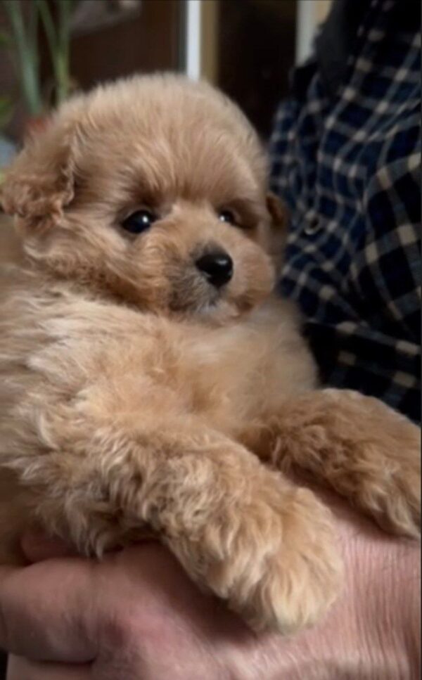 Orfey Maltipoo Orfey Maltipoo