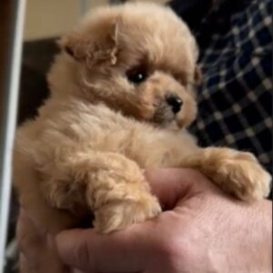 Orfey Maltipoo Orfey Maltipoo