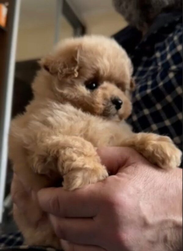 Orfey Maltipoo Orfey Maltipoo