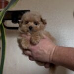 Orfey-male-Maltipoo-puppy-for sale-3