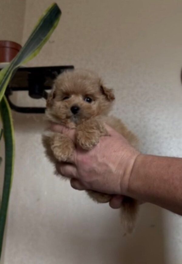 Orfey Maltipoo Orfey Maltipoo