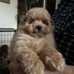 Orfey-male-Maltipoo-puppy-for sale-4