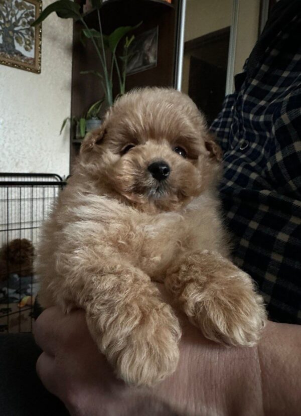 Orfey Maltipoo Orfey Maltipoo