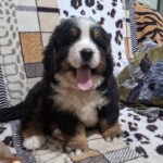 Orion-male-Bernese-Mountain-Dog-puppy-for-sale-1