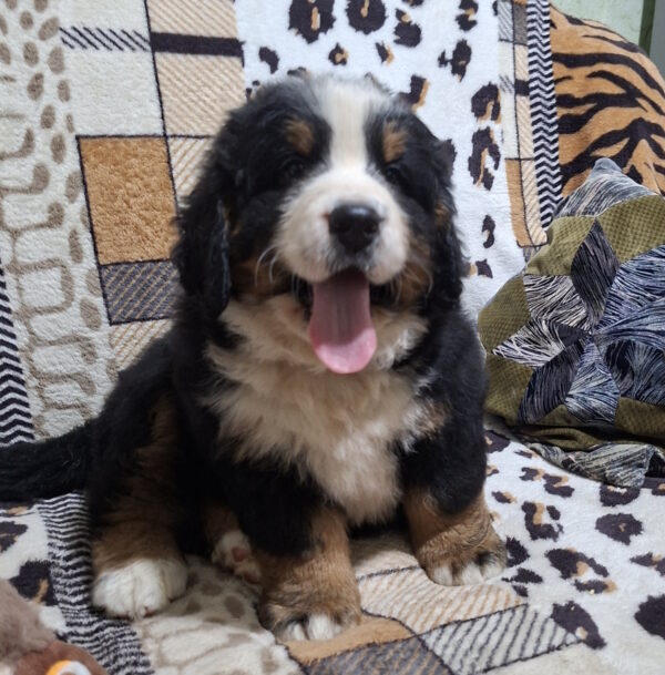 Orion Bernese Mountain Dog Orion Bernese Mountain Dog