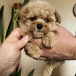 Orion-male-Maltipoo-puppy-for sale-1