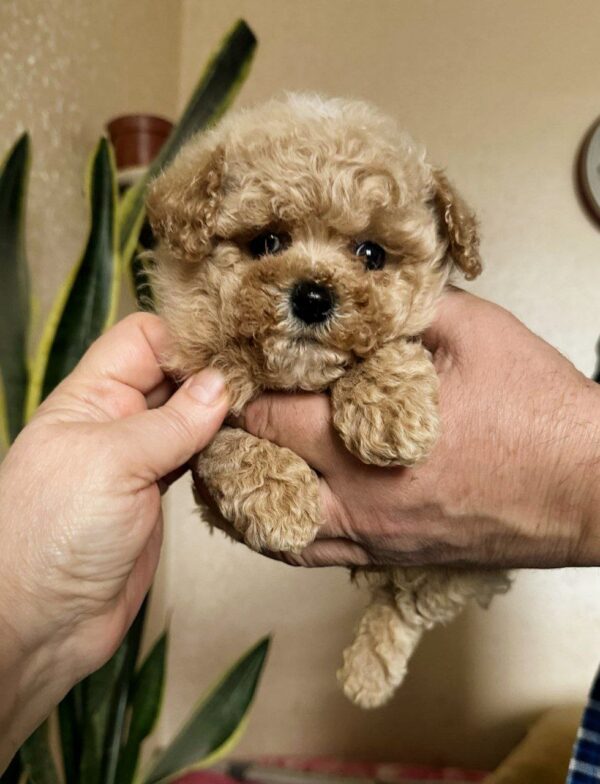Orion Maltipoo Orion Maltipoo