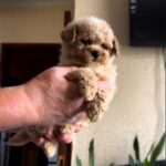 Orion-male-Maltipoo-puppy-for sale-2