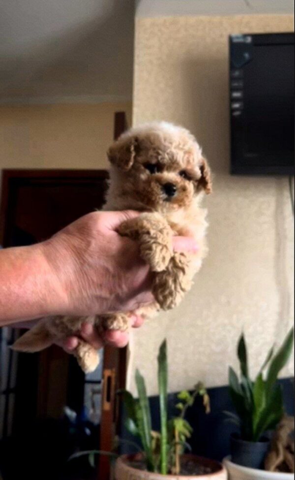 Orion Maltipoo Orion Maltipoo
