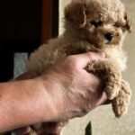 Orion-male-Maltipoo-puppy-for sale-3