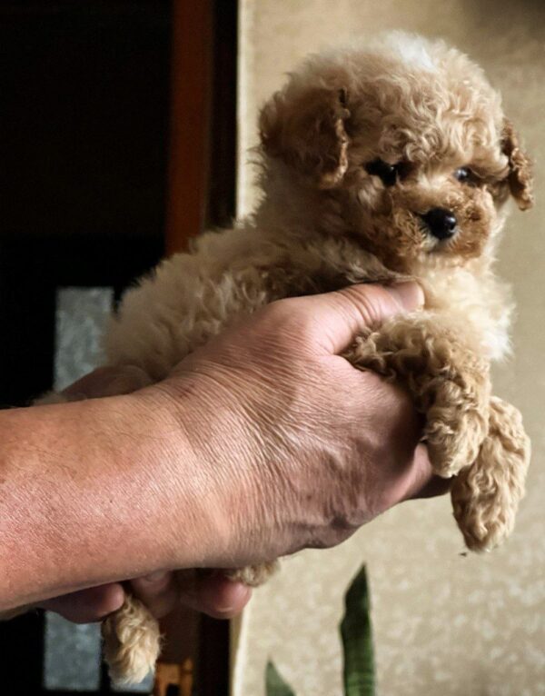 Orion Maltipoo Orion Maltipoo