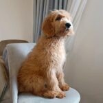 Orsey-male-Goldendoodle-puppy-for sale-1