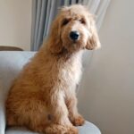 Orsey-male-Goldendoodle-puppy-for sale-2