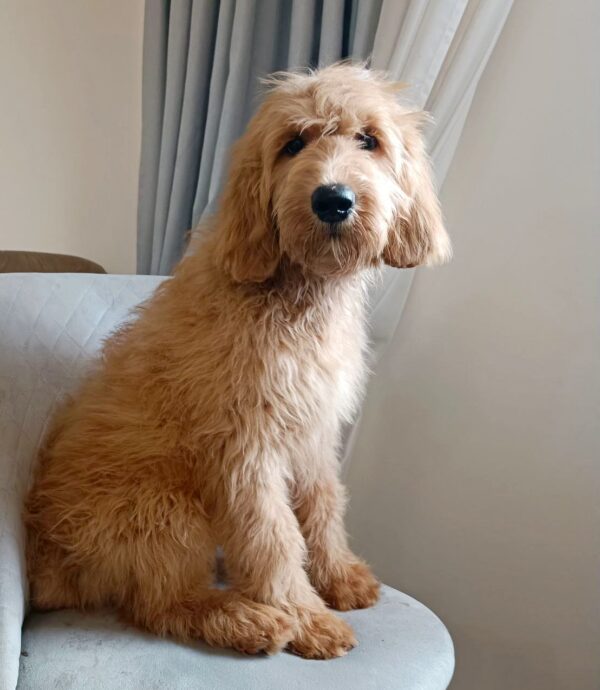 Orsey Goldendoodle Orsey Goldendoodle