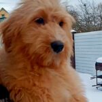 Orsha-female-Goldendoodle-puppy-for sale-1