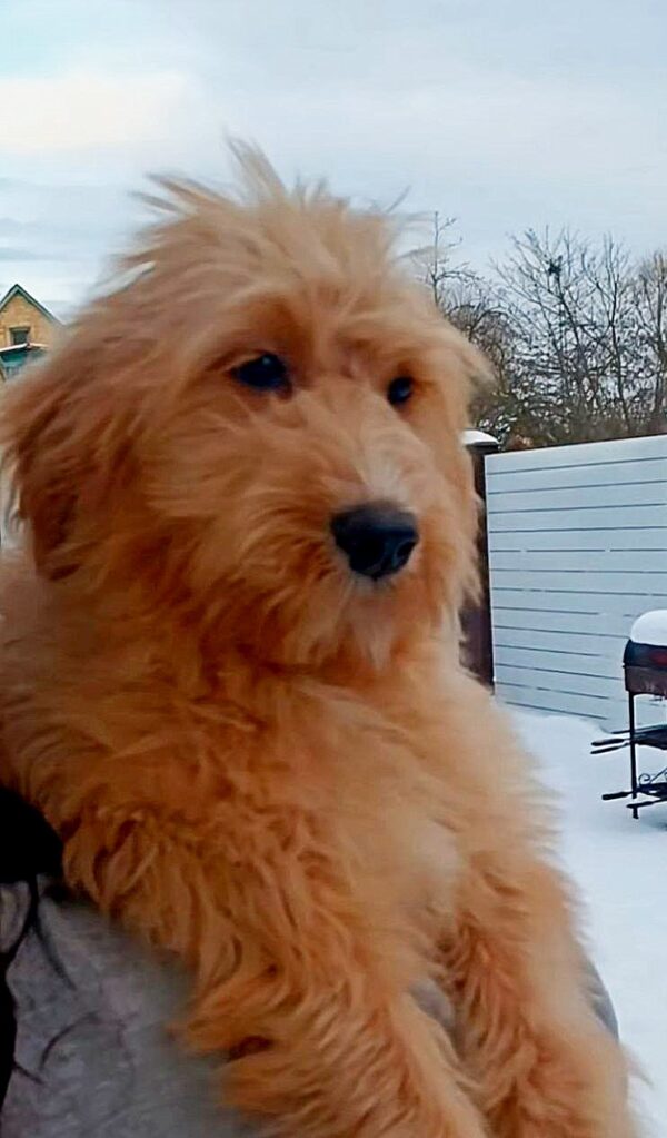 Orsha Goldendoodle Orsha Goldendoodle