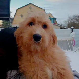 Orsha Goldendoodle Orsha Goldendoodle