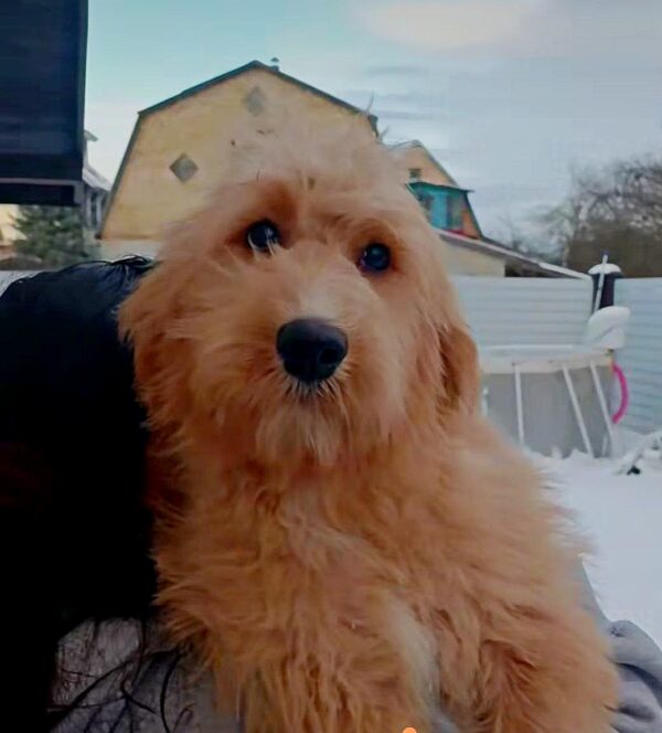 Orsha Goldendoodle Orsha Goldendoodle