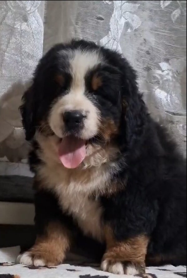 Oscar Bernese Mountain Dog Oscar Bernese Mountain Dog