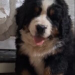 Oscar-male-Bernese-Mountain-Dog-puppy-for-sale-1 (2)