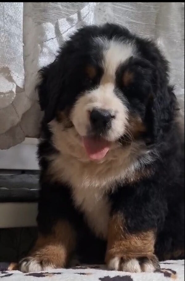 Oscar Bernese Mountain Dog Oscar Bernese Mountain Dog