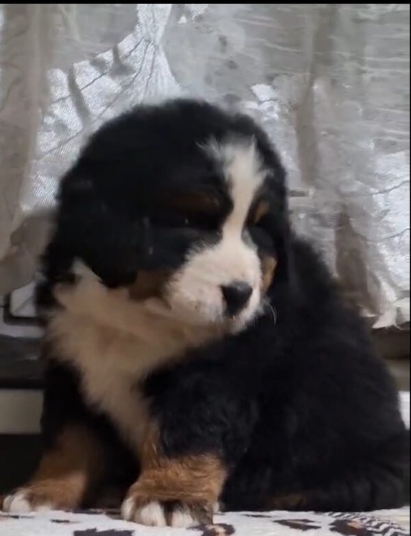 Oscar Bernese Mountain Dog Oscar Bernese Mountain Dog