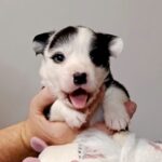 Paira-female-Welsh-Corgi-puppy-for-sale-1