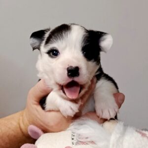 Paira Welsh Corgi Paira Welsh Corgi