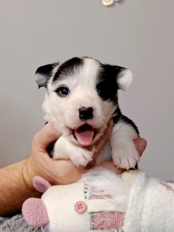 Paira Welsh Corgi Paira Welsh Corgi