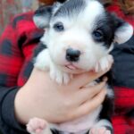 Paira-female-Welsh-Corgi-puppy-for-sale-2