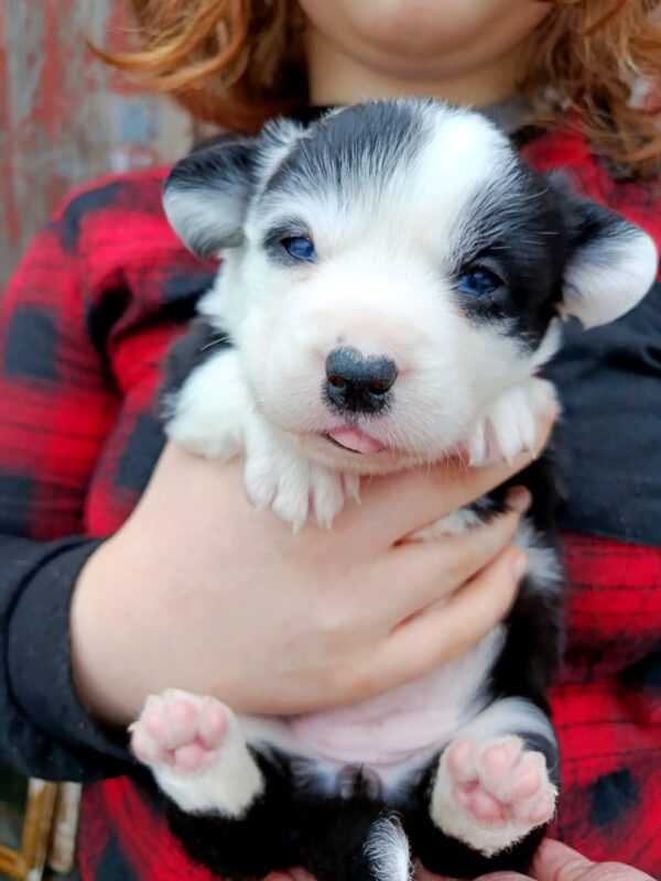 Paira Welsh Corgi Paira Welsh Corgi